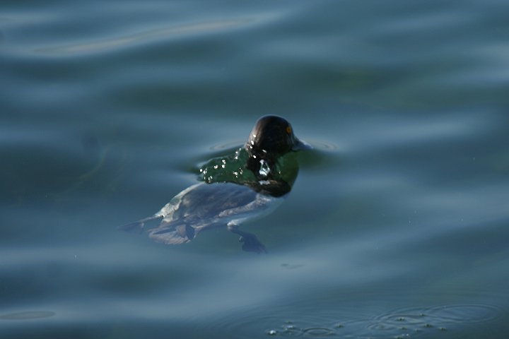 �L���N���n�W���̃I�X