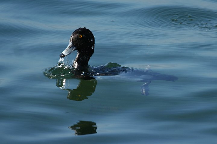 �L���N���n�W���̃I�X