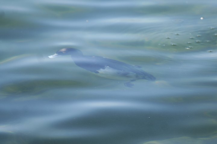 �L���N���n�W���̃I�X