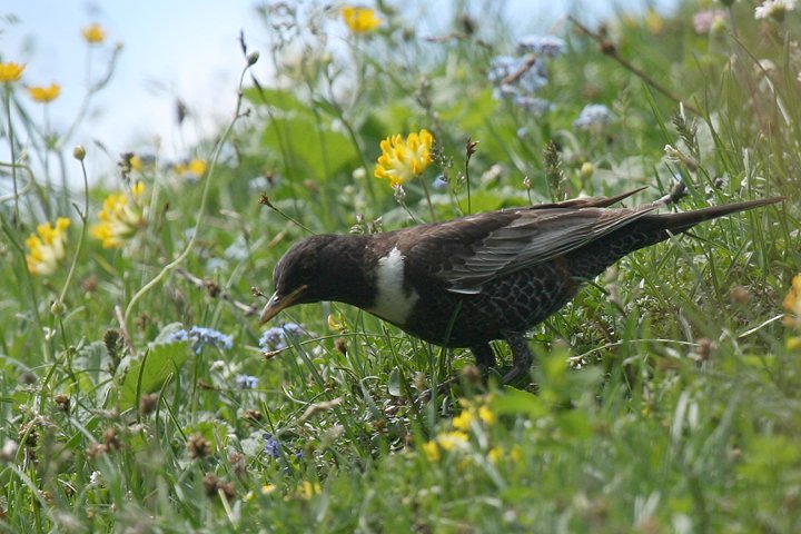 �N�r���c�O�~