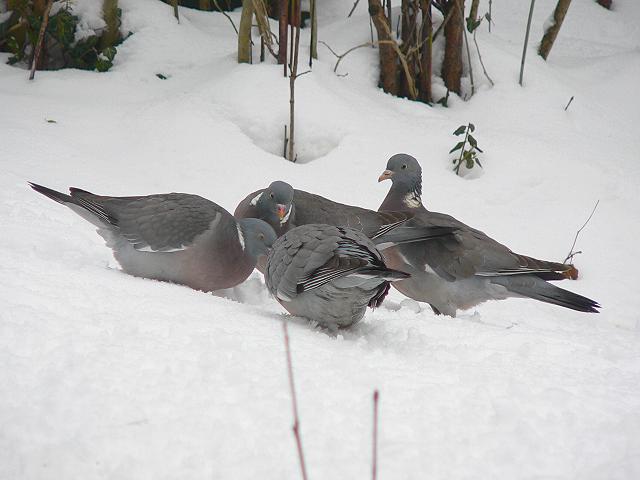 �����o�g