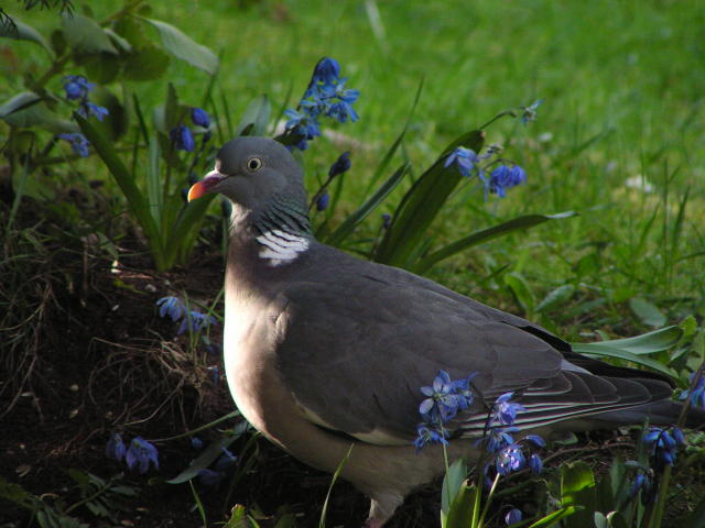 �����o�g