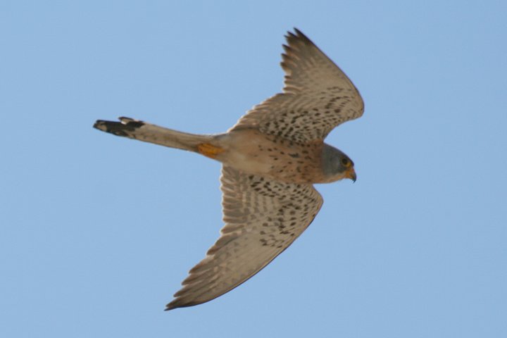 �q���`���E�Q���{�E�́�