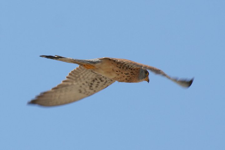 �q���`���E�Q���{�E�́�