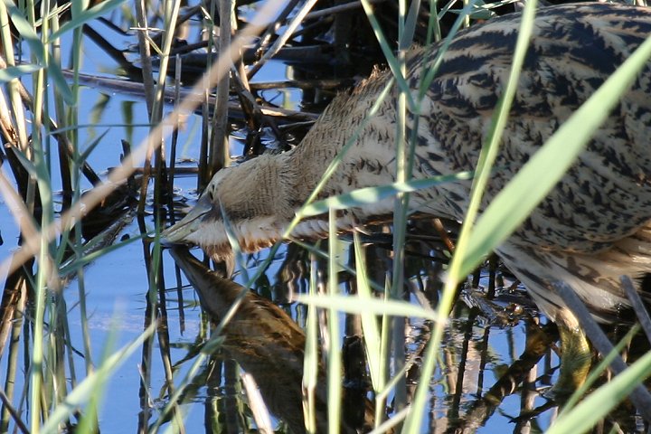 �T���J�m�S�C