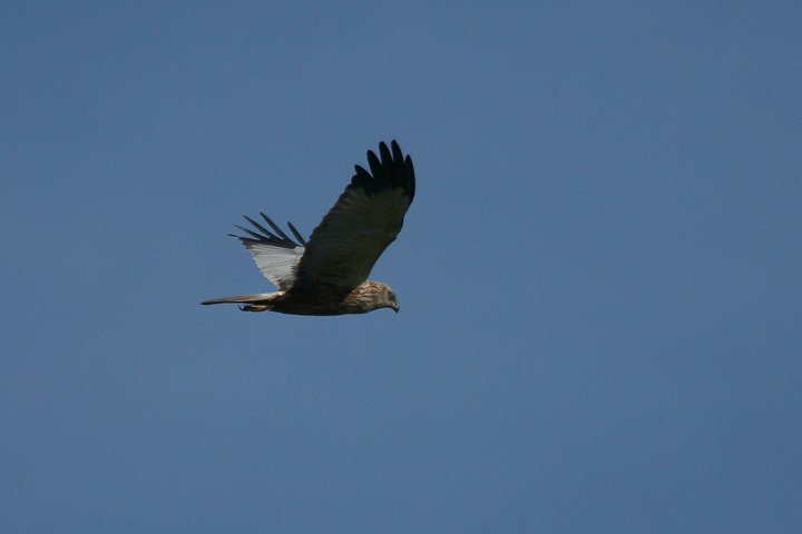 ���[���b�p�`���E�q�́�