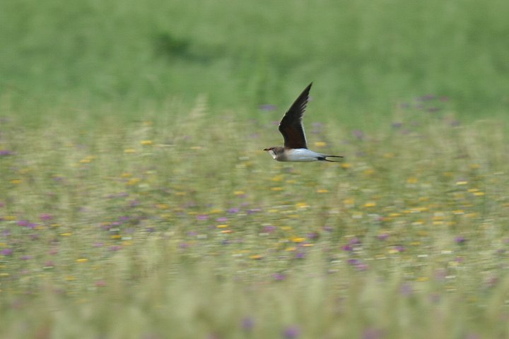 �l�Y�~�c�o���`�h��