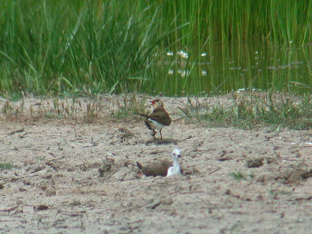 �l�Y�~�c�o���`�h���i��O�̓Z�C�^�J�V�M�j