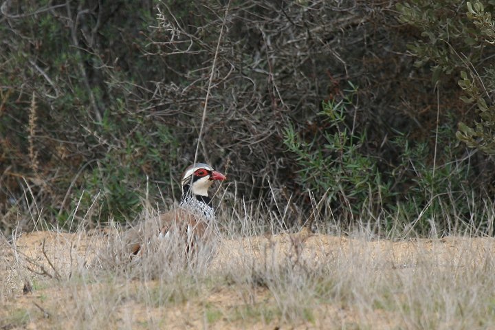 �A�J�A�V�C���V���R