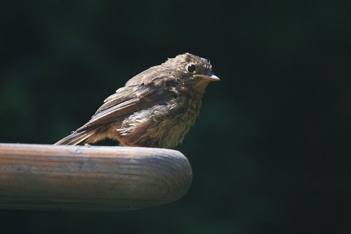 ���[���b�p�R�}�h���i�c���j