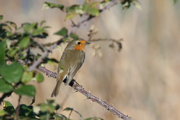 ���[���b�p�R�}�h���i�����j