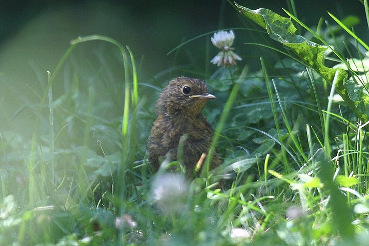 ���[���b�p�R�}�h���i�c���j