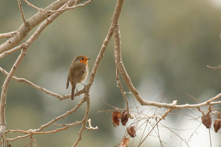 ���[���b�p�R�}�h���i�����j