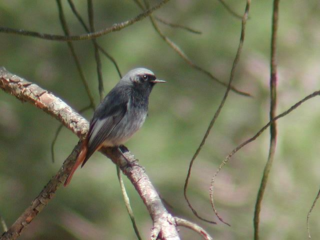 �N���W���E�r�^�L�́�