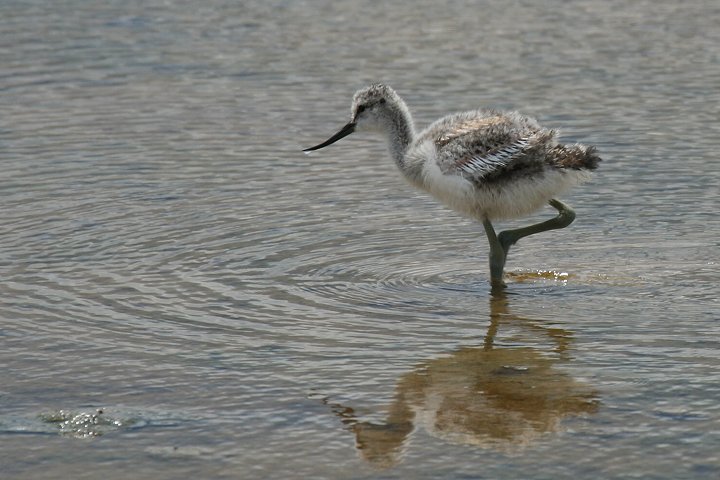 �\���n�V�Z�C�^�J�V�M�̗c��