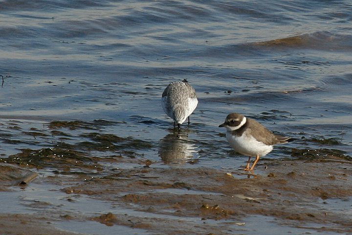 �n�W���R�`�h���ƃ~���r�V�M