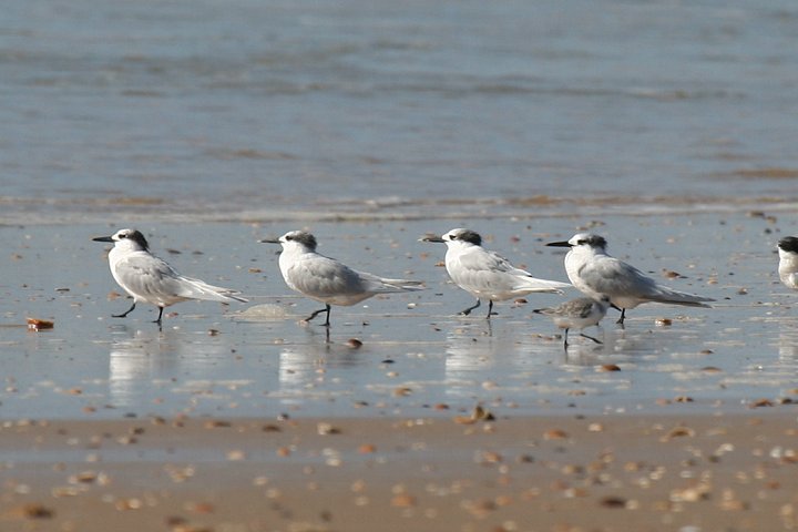 �T���h�C�b�`�A�W�T�V�i�~�H�j