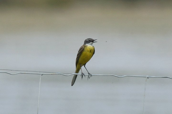 �c���i�K�Z�L���C�i�C�x���A��������j