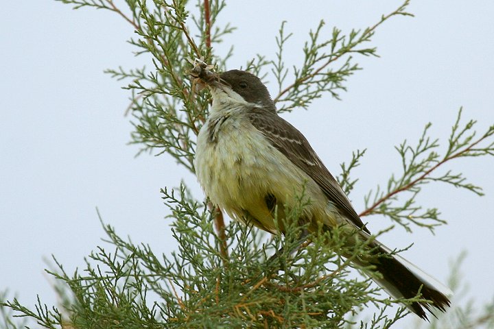 �c���i�K�Z�L���C