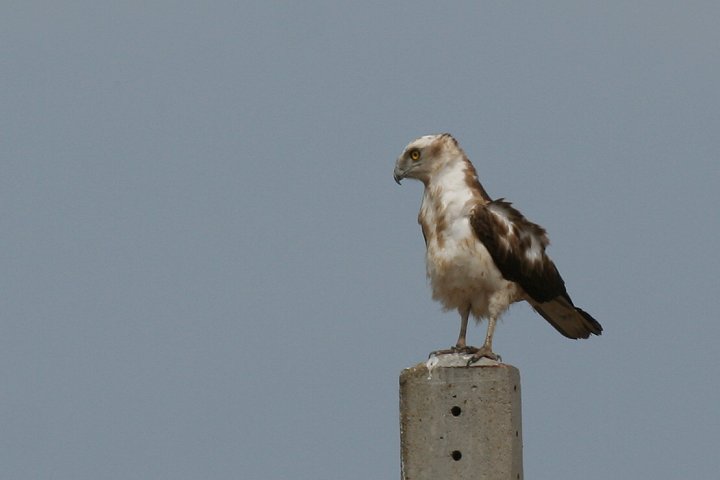 �`���E�q���V�i�c���H�j