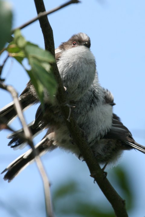 �G�i�K�̗c��