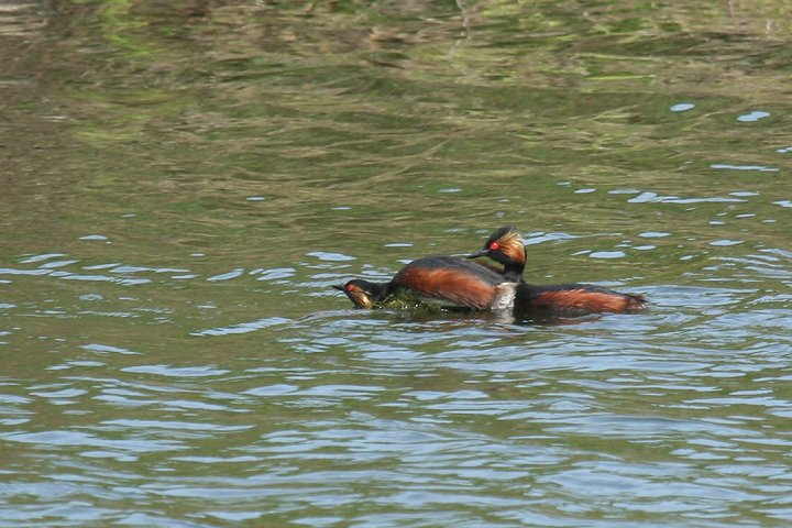 �n�W���J�C�c�u��