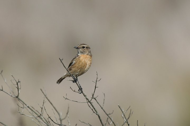 �m�r�^�L�́�