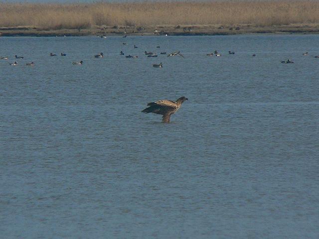 �I�W�����V