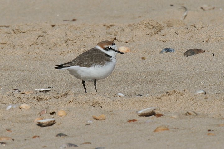 �V���`�h��