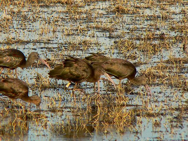 �u�����Y�g�L