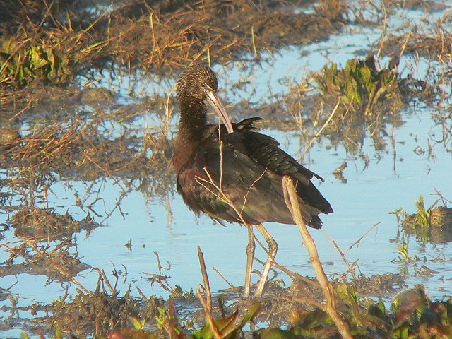 �u�����Y�g�L