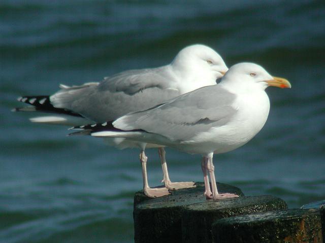 �Z�O���J����