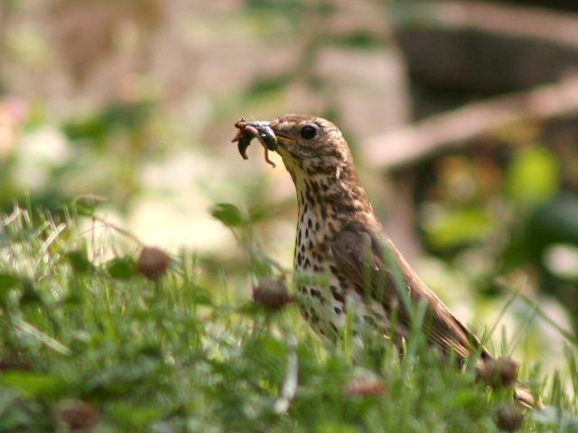 �E�^�c�O�~