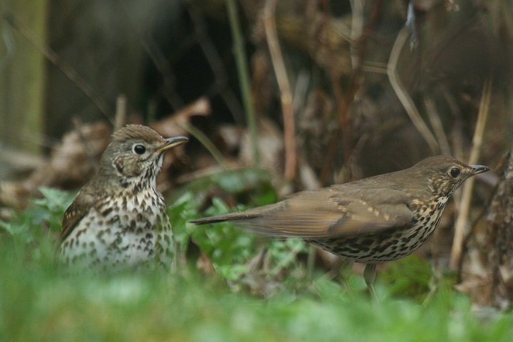 �E�^�c�O�~�́��i���j�Ɓ��i�E�j