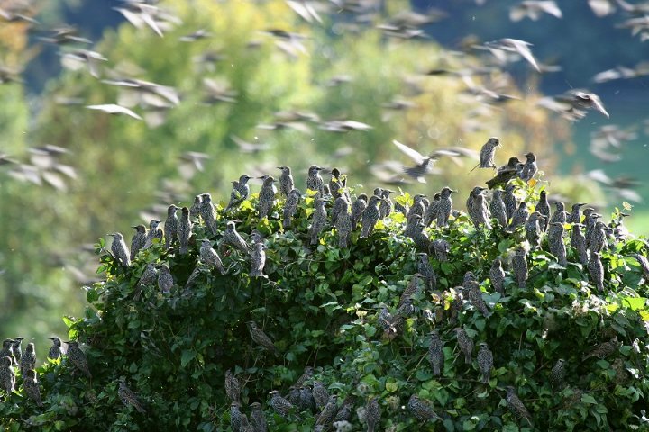 �z�V���N�h��