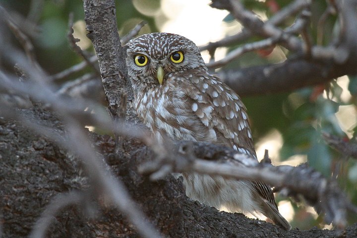 �R�L�����t�N���E