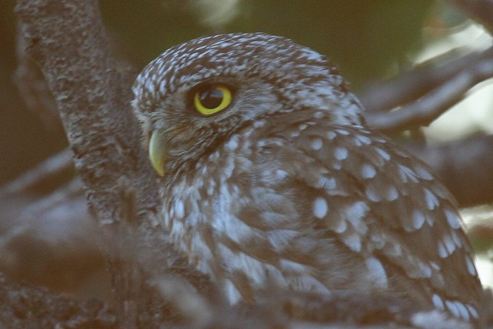 �R�L�����t�N���E