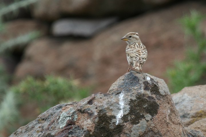 �C���X�Y��