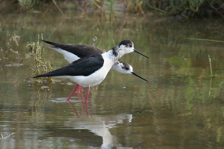 �Z�C�^�J�V�M