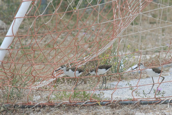 �Z�C�^�J�V�M�̗c��