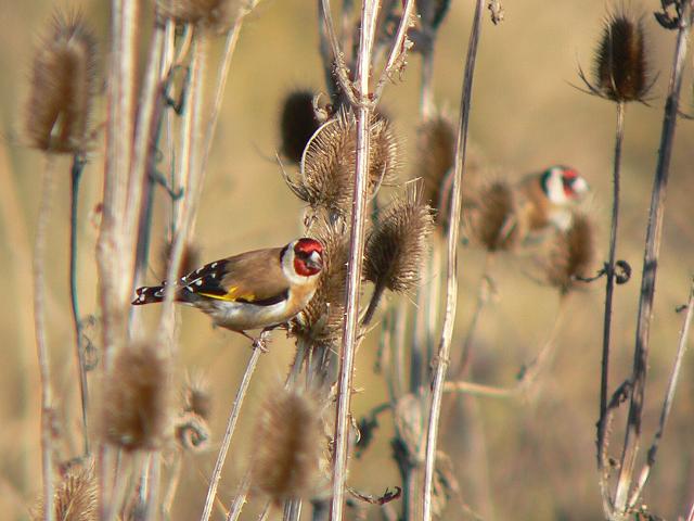 �S�V�L�q��