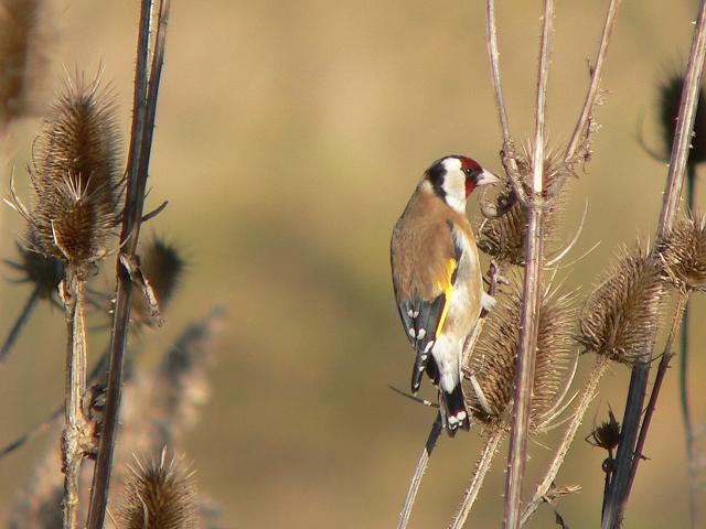 �S�V�L�q��