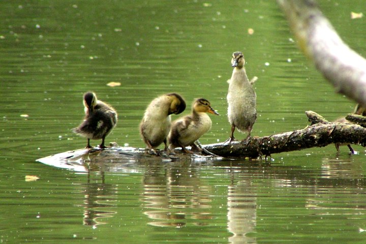 �}�K���̃q�i