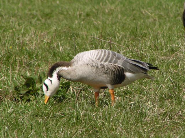 �C���h�K��