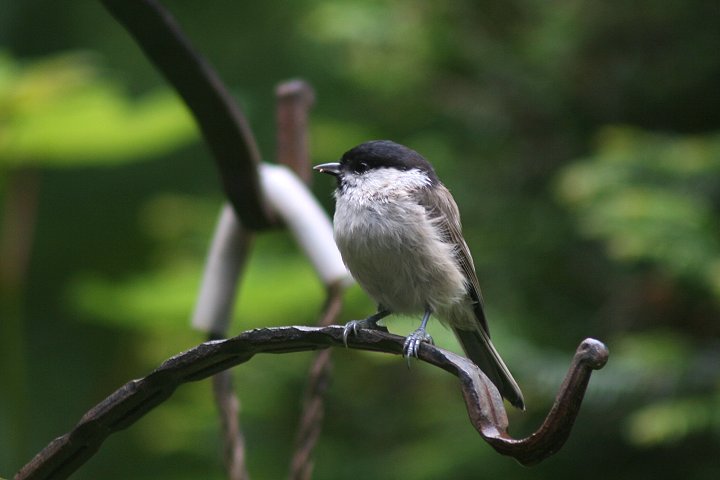 �n�V�u�g�K��