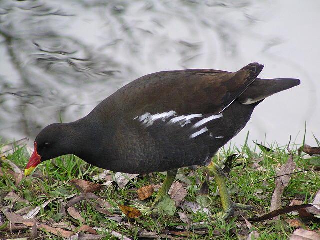 �o���i�����j