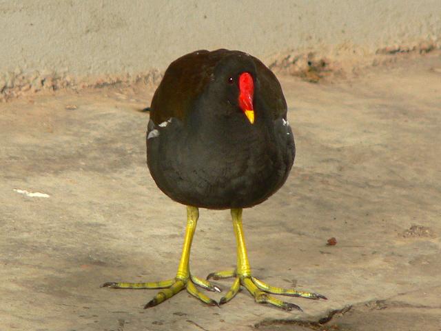 �o���i�����j