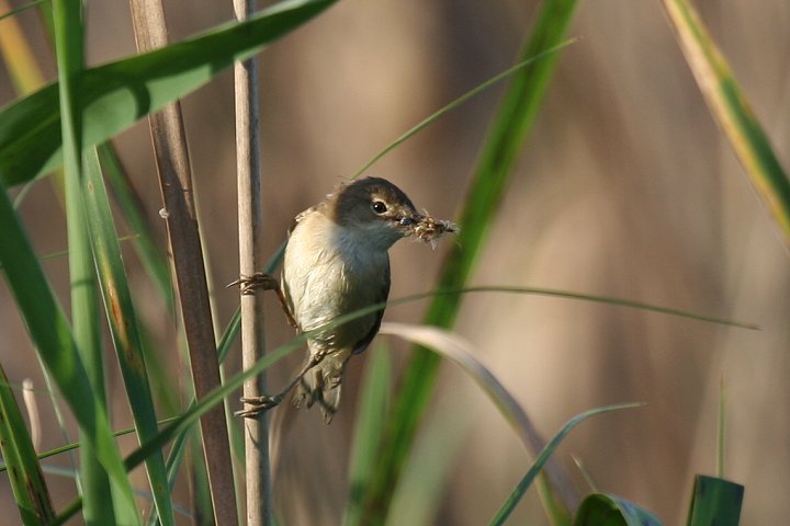 ���[���b�p���V�L��