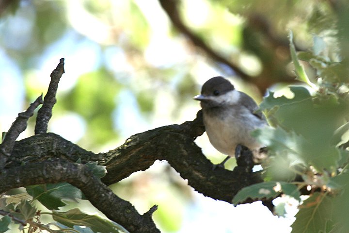 �o���J���R�K��