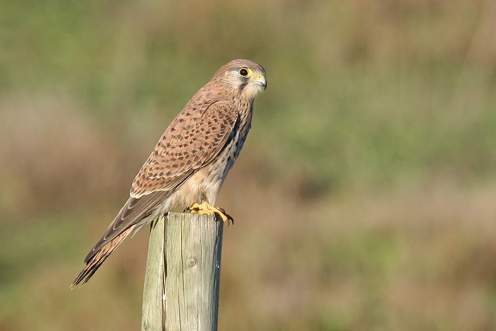 �`���E�Q���{�E